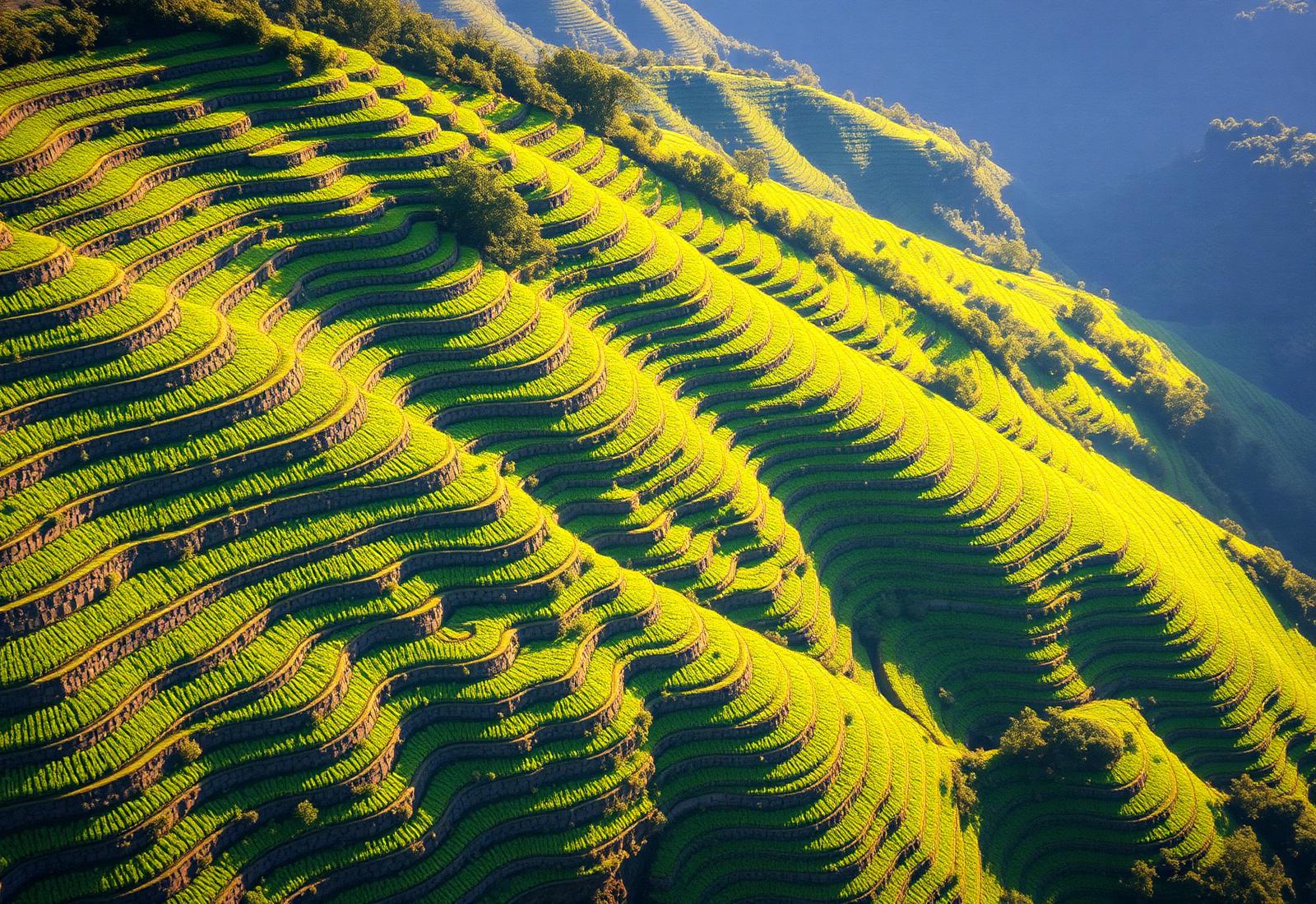 Hillside farmland terraces seen from above